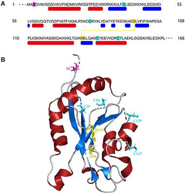 Cofilin: A Promising Protein Implicated in Cancer Metastasis and Apoptosis